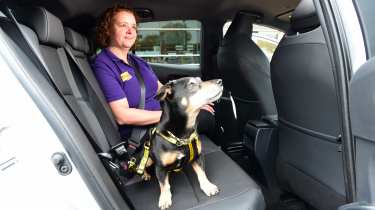 Dogs in cars - rear seat